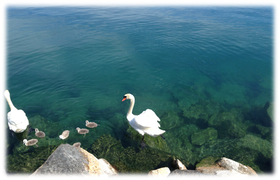 圖片1.png 圖片1.png